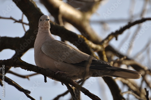 pigeon on a branch Looking at the camera