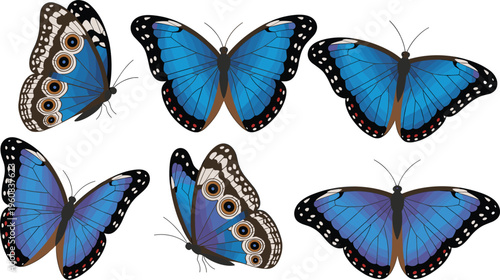 Blue butterfly collection, wing patterns, eye spots, black edges, symmetrical design, insect illustration, nature symbol, species identification, detailed artwork