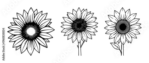 Sunflower set with blooming icon design featuring warm orange petals, bright yellow center, stylized leaves with simple line art with vector graphics and illustration