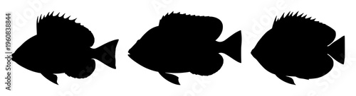 Tropical fish silhouette set with underwater silhouette artwork featuring tropical fish, reef, sea life with black and white and minimalism
