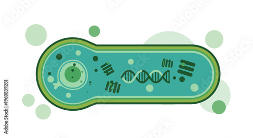 Bacterial Cell Structure: DNA, Ribosomes, and Cytoplasm in a Microscopic Organism