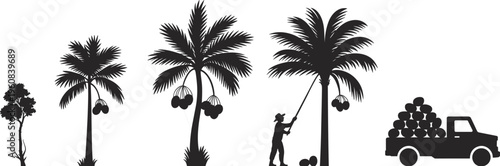 Coconut harvesting process, tree growth, manual labor, farm work, agricultural stages, tropical farming, truck transport, crop collection, rural industry