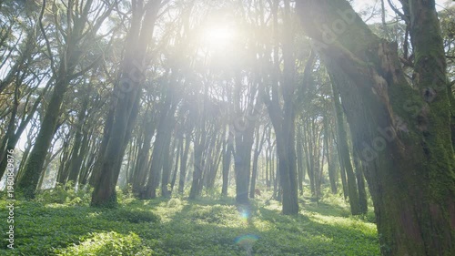 Slow cinematic movement of the camera along a wild spring forest with lush grass and tall trees. Backlighting of the morning sun with sun rays through the forest vegetation.