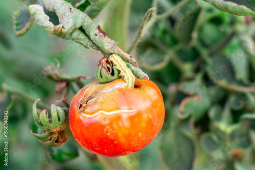 A close-up of a single red-orange tomato with a caterpillar, damage, and cracks on the stem. Crop defects, pest control, gardening, organic vegetables.