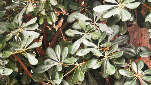 Glossy Evergreen Leaves of Pittosporum tobira Shrub