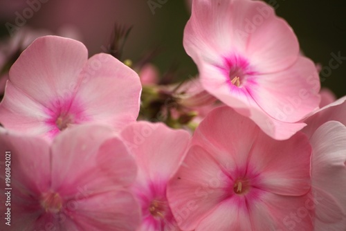 Close-up of soft pink phlox flowers with bright centers in bloom. Summer garden floral macro with smooth background, highlighting delicate petals and natural texture for botanical and nature themes.