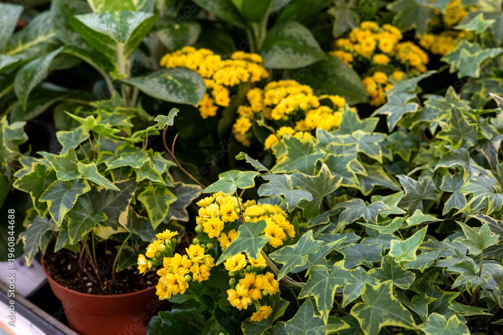 Naklejka premium Close up of numerous small yellow kalanchoe blooms thriving amongst various green variegated english ivy plants in pots, creating a dense natural backdrop