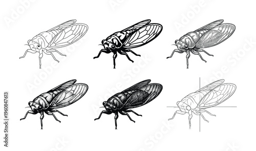 A versatile set of six cicada vector illustrations in various styles: engraving, line art, silhouette, and dotwork. Perfect for scientific, educational or artistic projects.