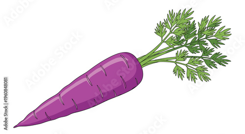 Vibrant purple carrot illustration, complete with its fresh green leafy top, symbolizing healthy root vegetables and a colorful, nutritious twist on a classic.