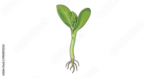 A young, vibrant green seedling with two cotyledon leaves and visible roots, representing the initial stage of plant growth and new life.