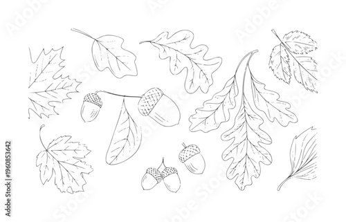 Black and white line collection of various autumn leaves and acorns
