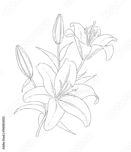 Black and white line of two lilies with buds flowers