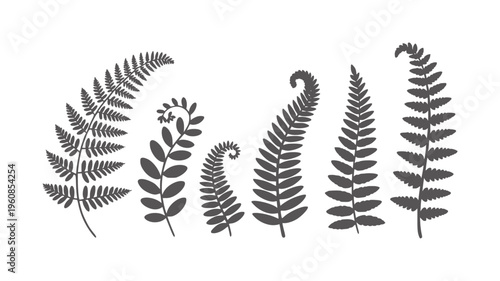 Six black and white fern frond silhouettes in varying shapes and curls ferns fronds
