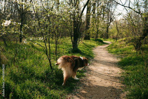 Fotografie Australian shepherd urinating on a forest path surrounded by fresh greenery and spring blossoms