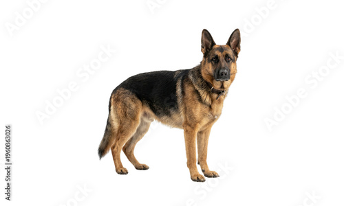 Quadro su tela A majestic german shepherd dog in a standing pose on transparent background