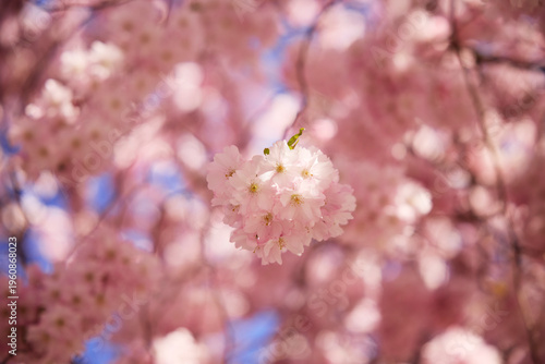 Close-up shot of beautiful cherry blossom flower