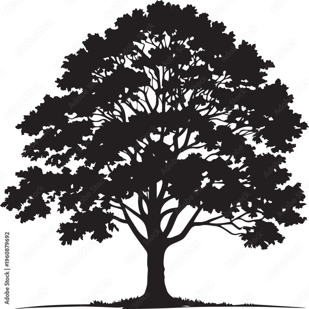 Obraz premium Silhouette of a large leafy tree against a white background