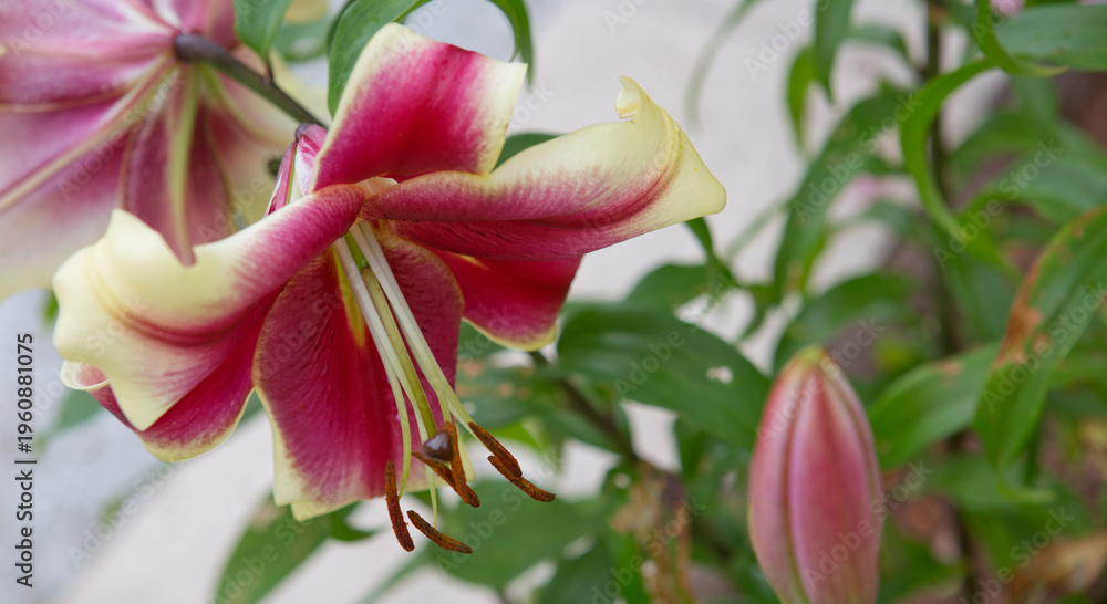 Fototapeta premium Lilium 'Red Dutch' is an asiatic hybrid lily with red flowers edged yellow .