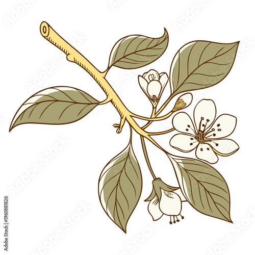 Pear Blossom Branch with White Flowers, Buds and Leaves, Botanical Vector Illustration