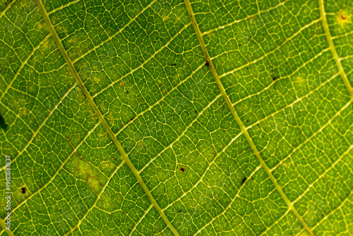Abstract closeup of green leaf texture and pattern