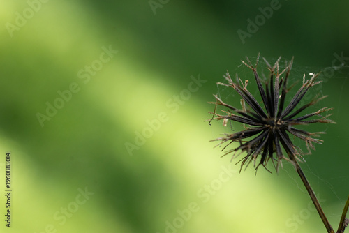Dried dandelion seed head with spiderwebs on green background