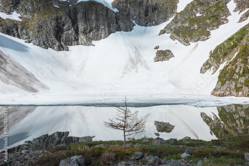 Beautiful small tree on stony shore of alpine lake against rocky wall with sn...