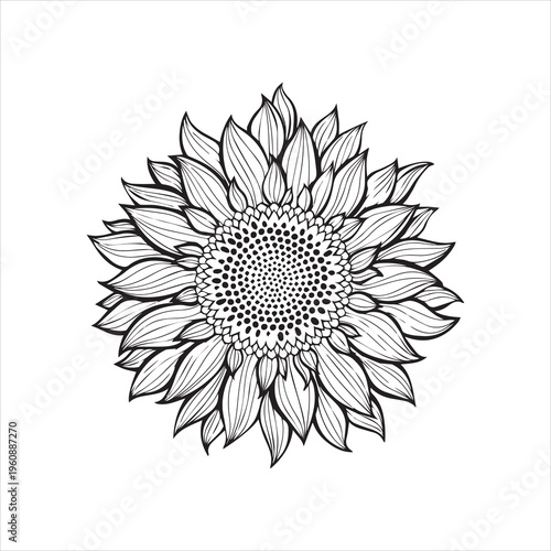  Sunflower Sketch. Hand draw vector illustration, isolated floral element for design on white background. Outline drawing.