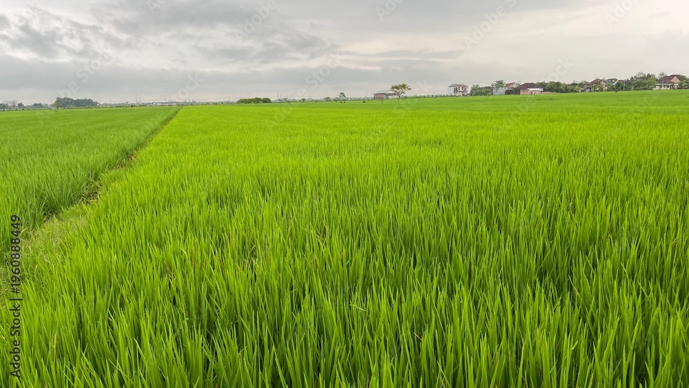 Fototapeta premium Vast Green Rice Field Landscape Under Cloudy Sky