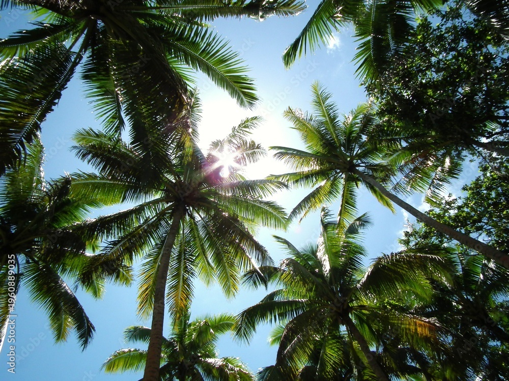 Fototapeta premium Palm Trees in Fiji