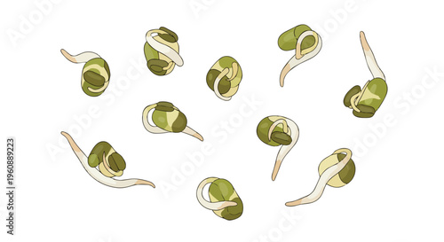 Fresh Mung Bean Sprouts Isolated on White Background