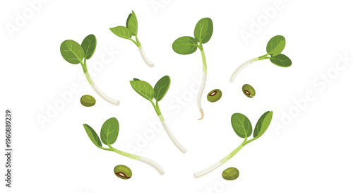 Fresh Green Bean Sprouts and Seeds Isolated on White Background