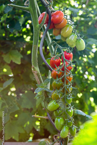 Cocktail tomatoes in the home garden .