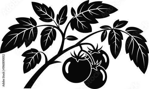 Fresh tomato plant branch with ripe tomatoes and green leaves vector illustration.