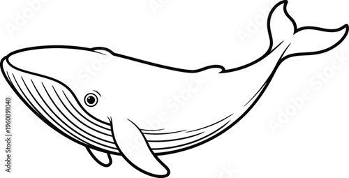 Majestic humpback whale swimming in ocean monochrome line art vector illustration.