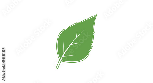 A green leaf on a white background.