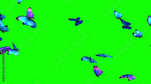 4K 60fps Realistic Blue and Purple Butterflies Swarm Flying on Green Screen