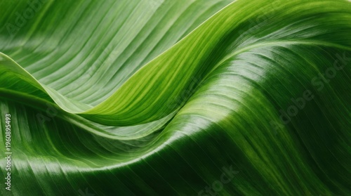 Closeup of Smooth Green Leaf Texture with Wavy Patterns in Natural Lighting