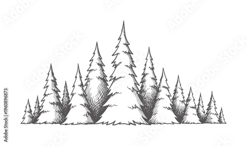 Black and white hand drawn coniferous forest silhouette trees