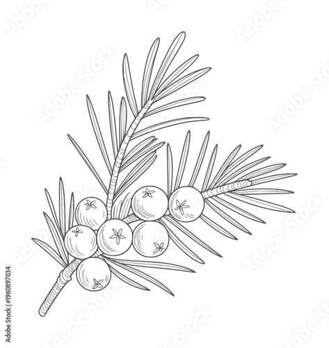 Black and white line of a juniper branch with berries botanical outline