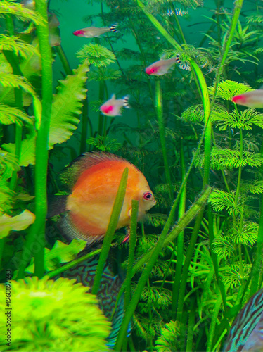Orange fish swimming in aquarium with green plants, close-up. Clear water, natural light, underwater scene with soft background.