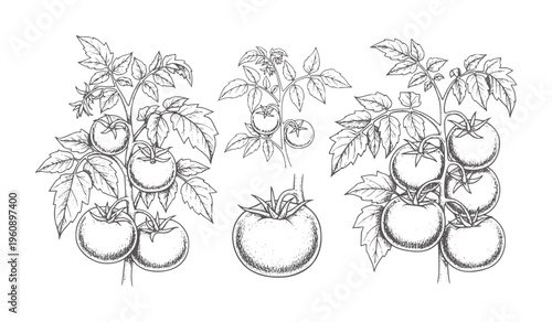 Black and white line of tomato plants with fruit clusters tomatoes vine