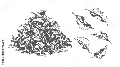 Black and white of dried crumpled and loose leaves