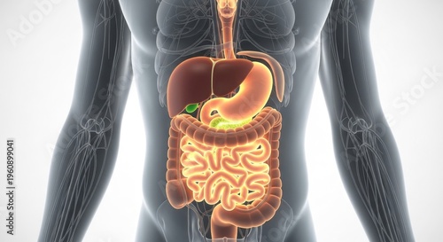 Human Digestive System Anatomy Illustration.