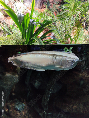 Large fish swimming in aquarium with green plants, close-up. Mottled body, natural light, calm underwater scene.
