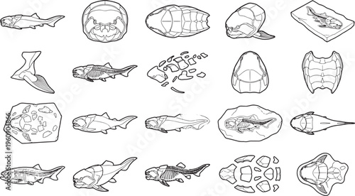 An artful monochrome study features a captivating array of ancient fish fossils meticulously preserved, revealing intricate details and historical essence.