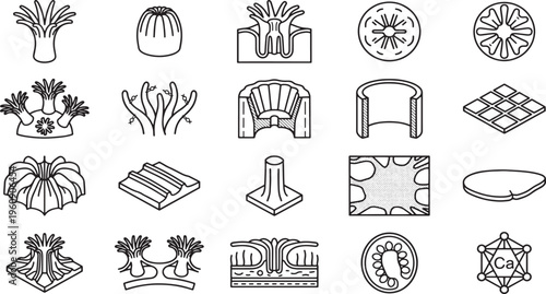 Intricate monochrome graphic design showcases various coral shapes in an illustration. 