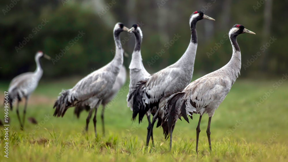 Naklejka premium Common crane (Grus grus) in the wild. Early morning on swamp erens.