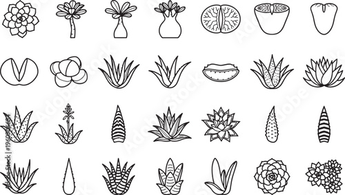 A curated collection of succulent plants, meticulously illustrated in a line art style, each plant a unique display of natural artistry and botanical beauty.
