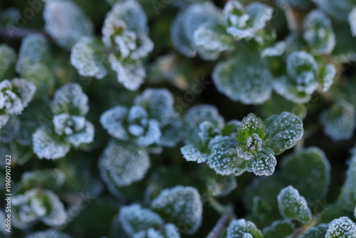 erba con ghiaccio al mattino in inverno