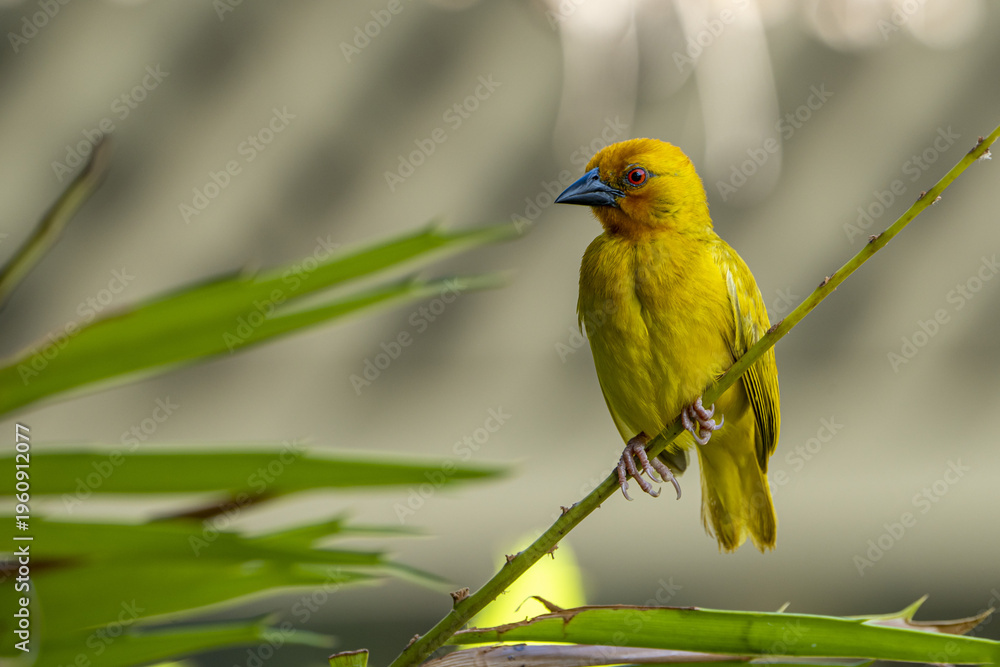 Obraz premium Golden Weaver.
